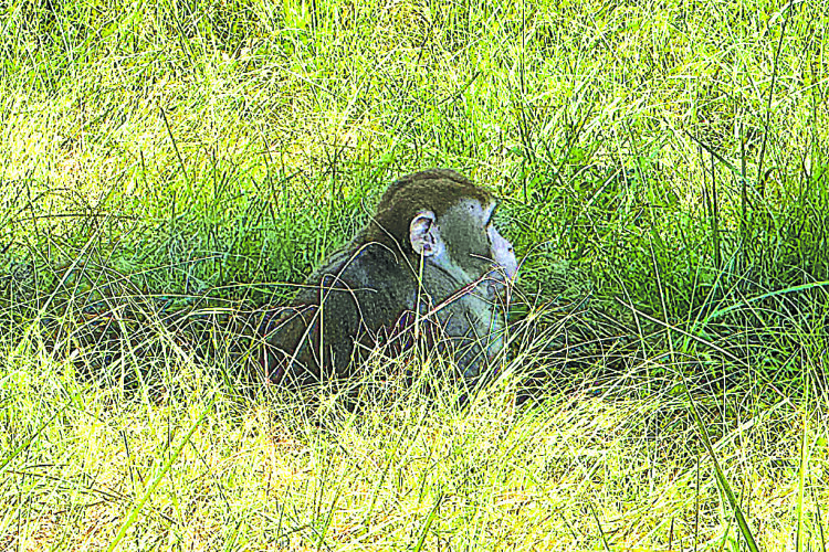 Woman kills escaped monkey fearing for her children’s safety - The ...